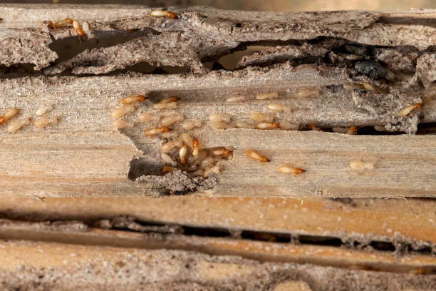 Best Wasp Removal Services  in Minneapolis, KS