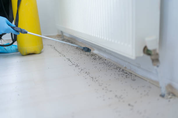 Best Flea Control Services  in Minneapolis, KS